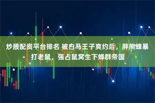 炒股配资平台排名 被白马王子爽约后，胖熊蜂暴打老鼠，强占鼠窝生下蜂群帝国